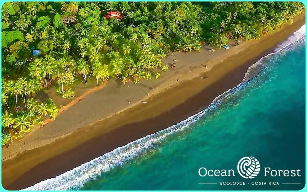 Ocean Forest Ecolodge San Pedrillo エクステリア 写真