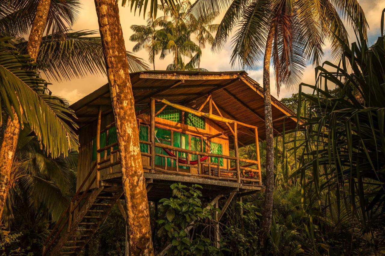 Ocean Forest Ecolodge San Pedrillo エクステリア 写真