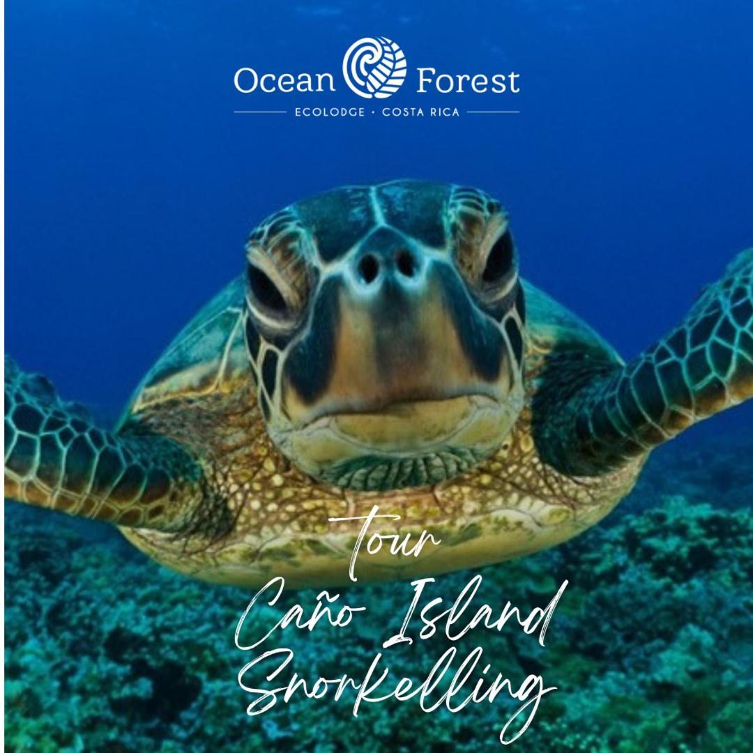 Ocean Forest Ecolodge San Pedrillo エクステリア 写真