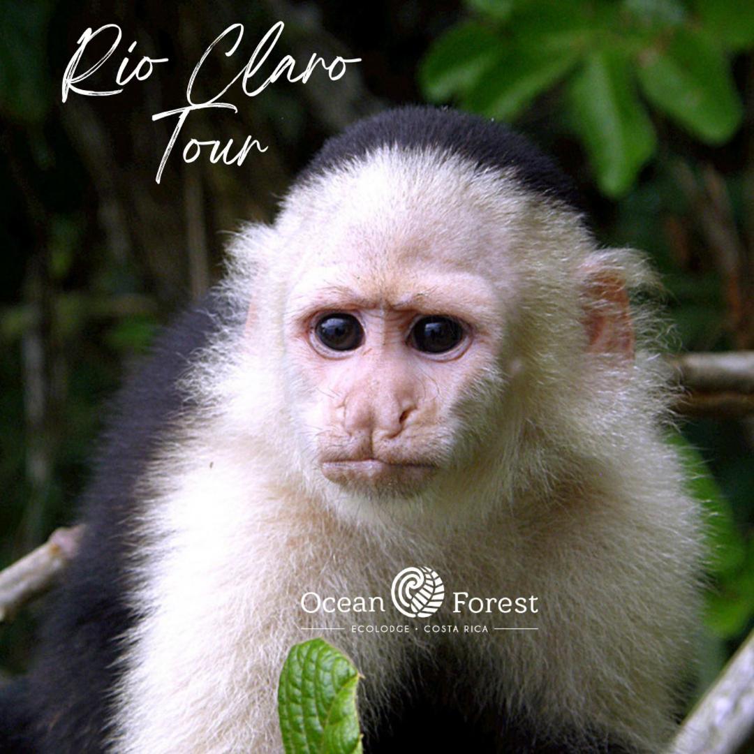 Ocean Forest Ecolodge San Pedrillo エクステリア 写真
