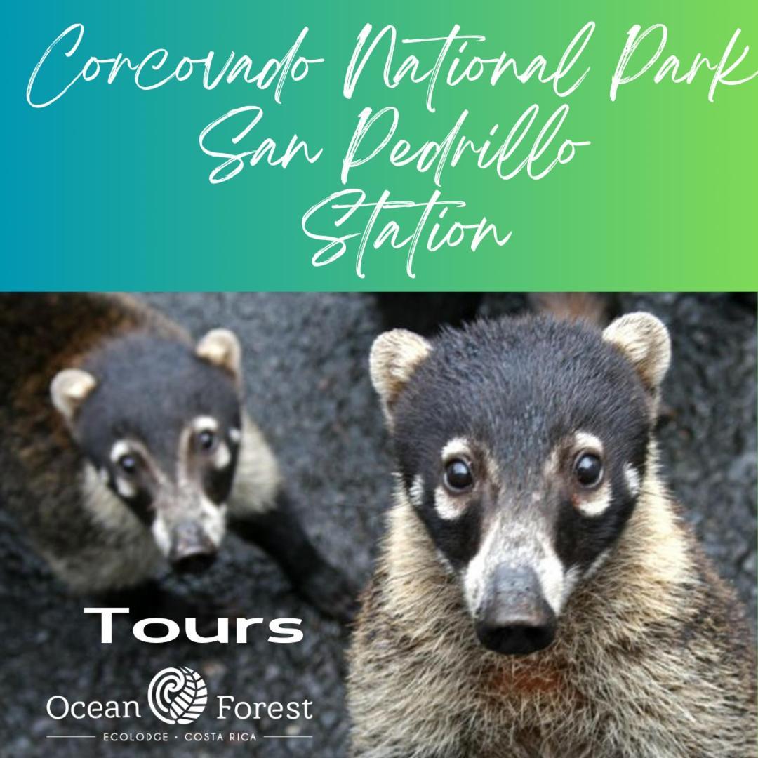 Ocean Forest Ecolodge San Pedrillo エクステリア 写真