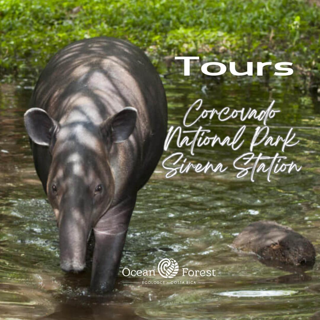 Ocean Forest Ecolodge San Pedrillo エクステリア 写真