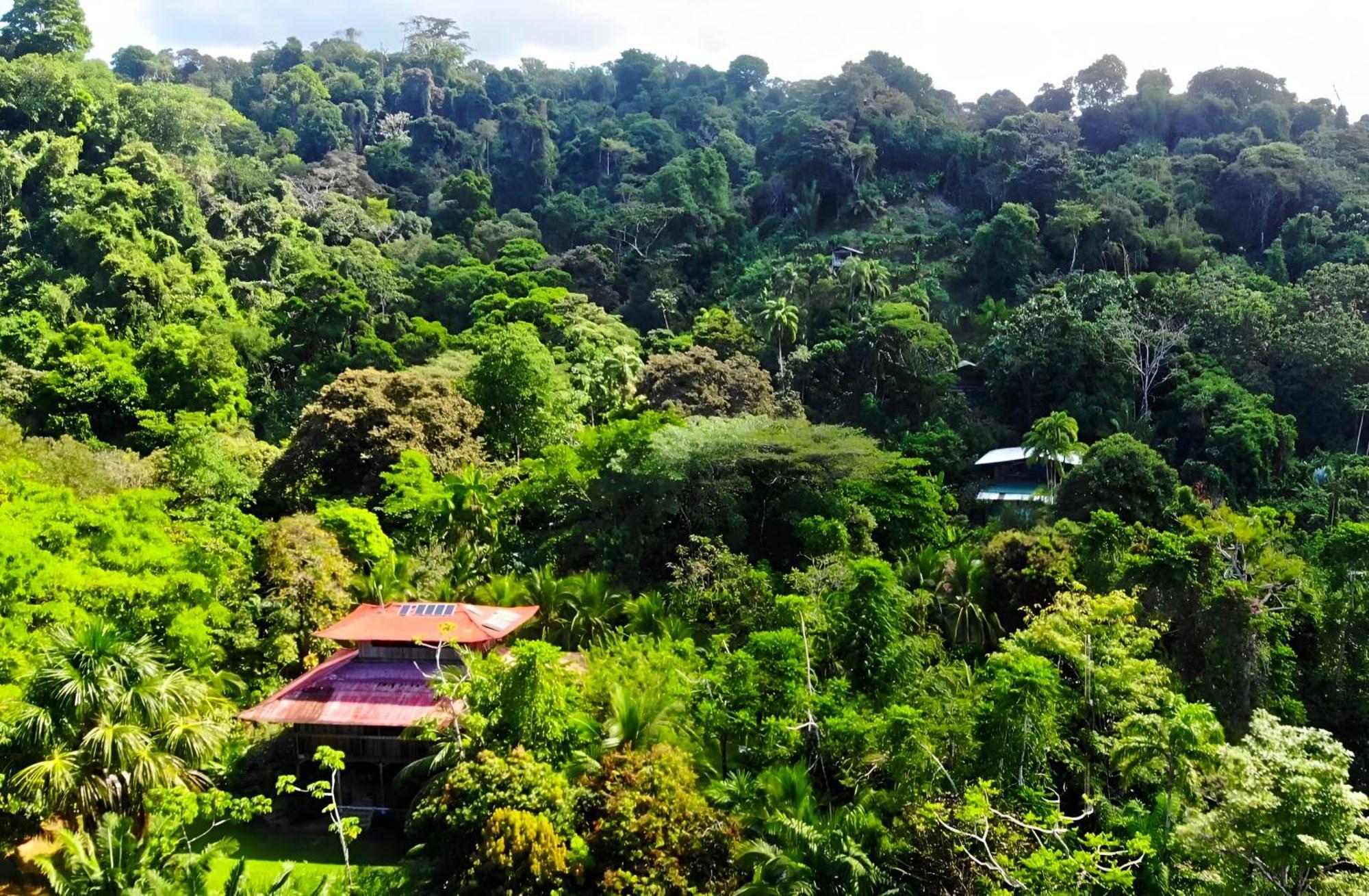 Ocean Forest Ecolodge San Pedrillo エクステリア 写真